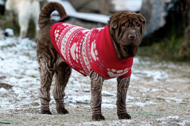 Trixie buddy XS-S 15370 22-35 см