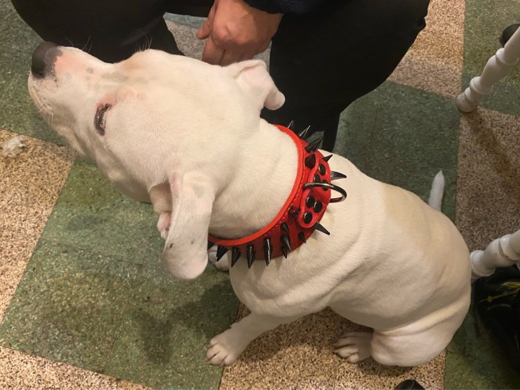 Ошейник из замши черный 703004