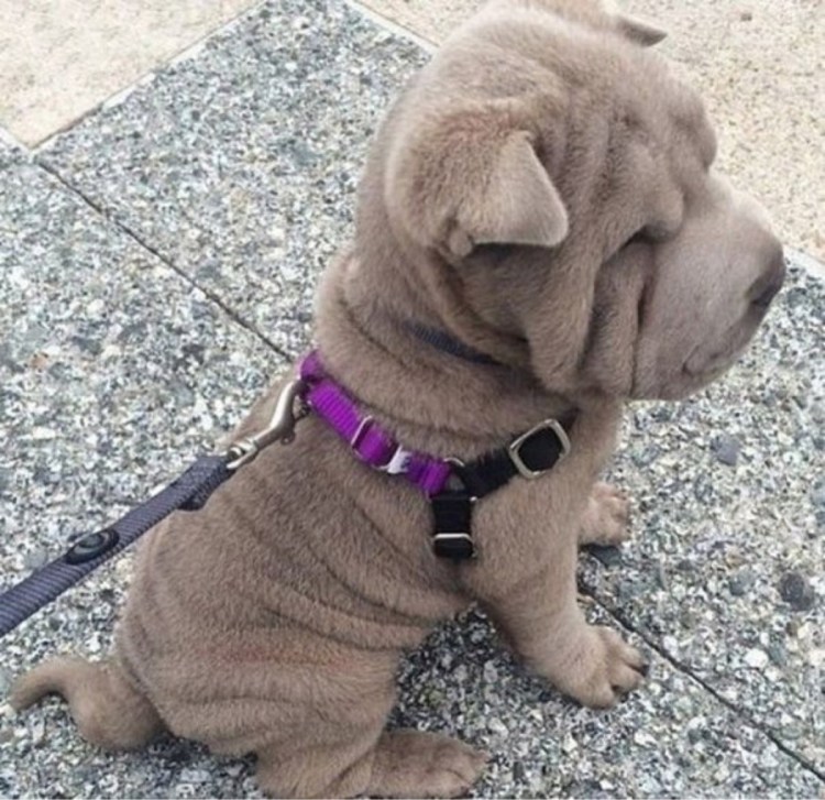 Поводок для шарпея