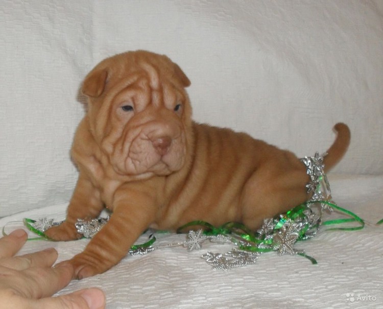 Намордник для шарпея