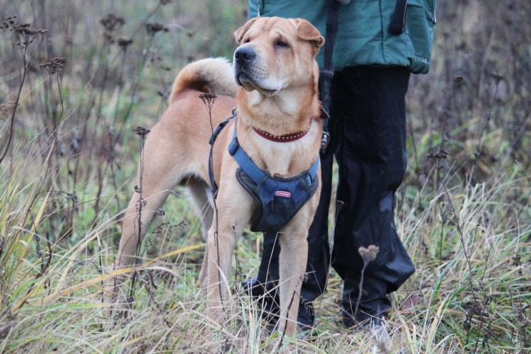 Намордник антилай