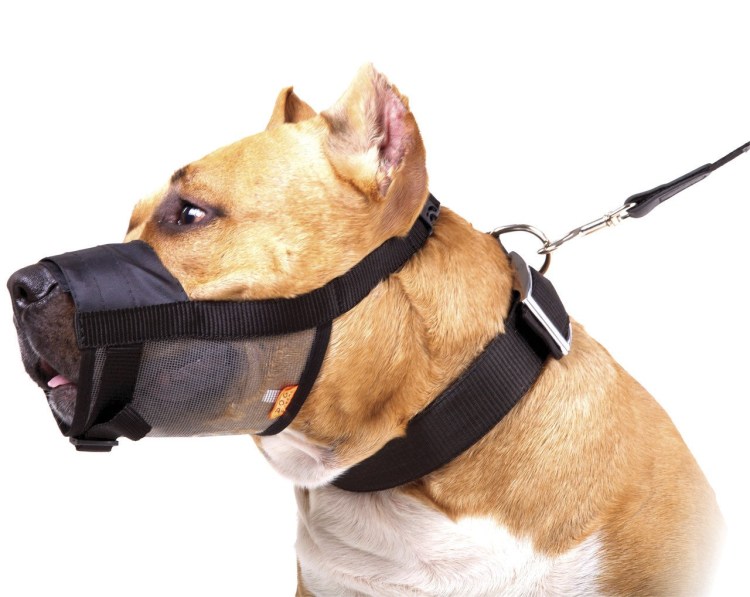 Поводок под животом у собаки