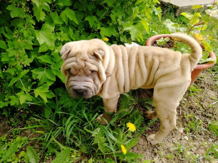 Мартингейл ошейник