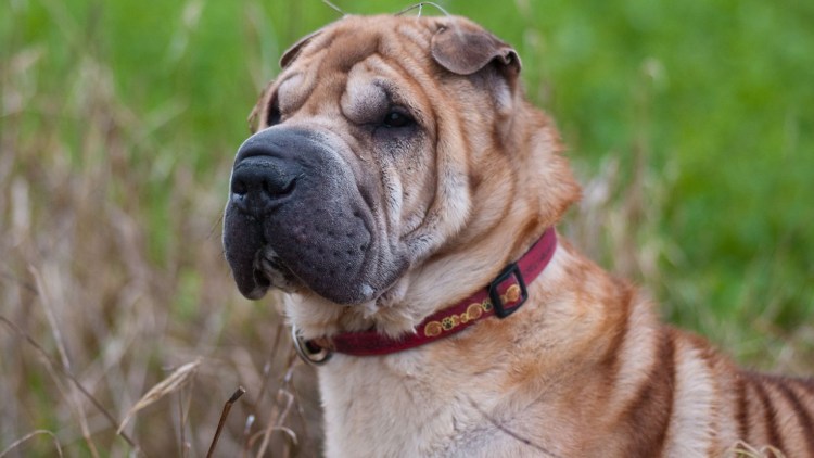 Шлейка для шарпея