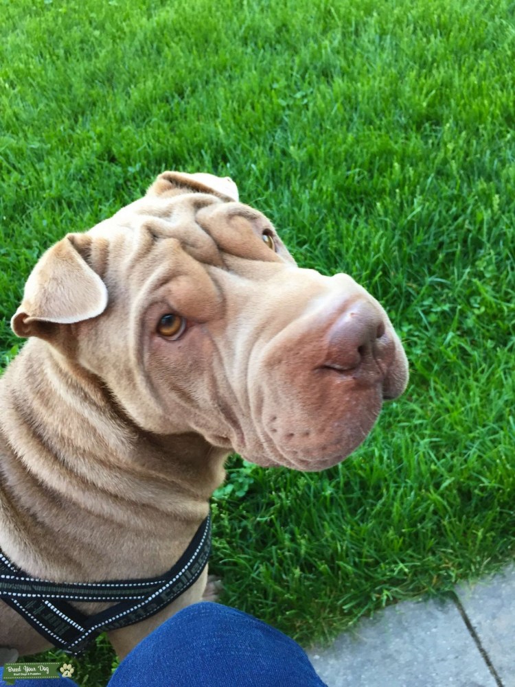 Намордник для собаки шарпей