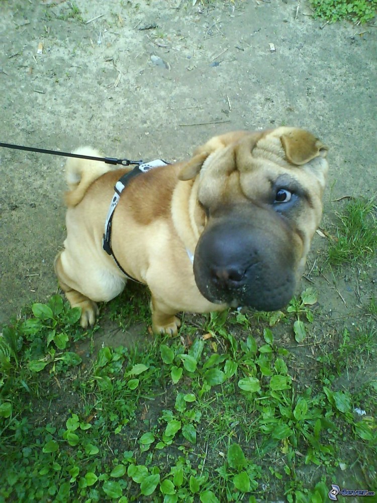 Намордник для шарпея