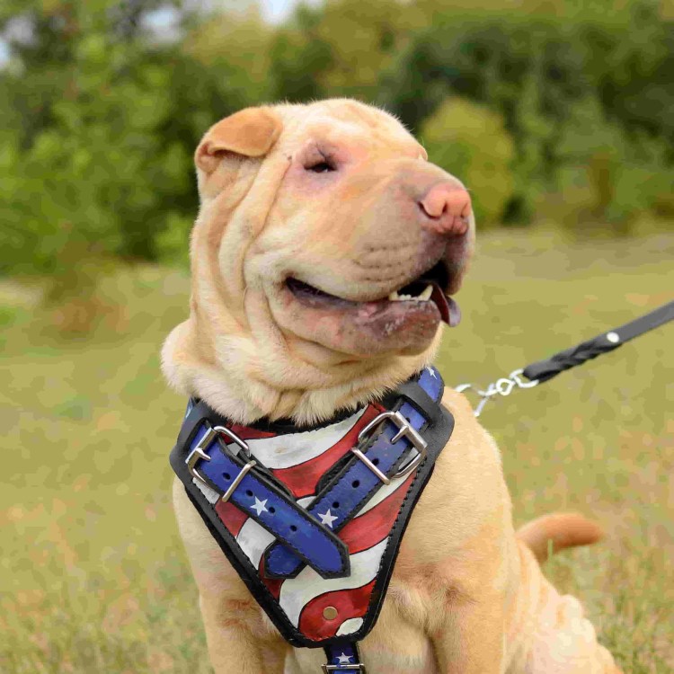 Шлейка для шарпея