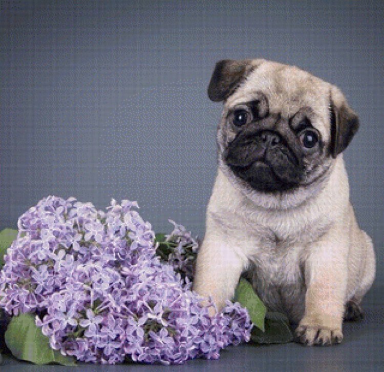 Мопс British Blue