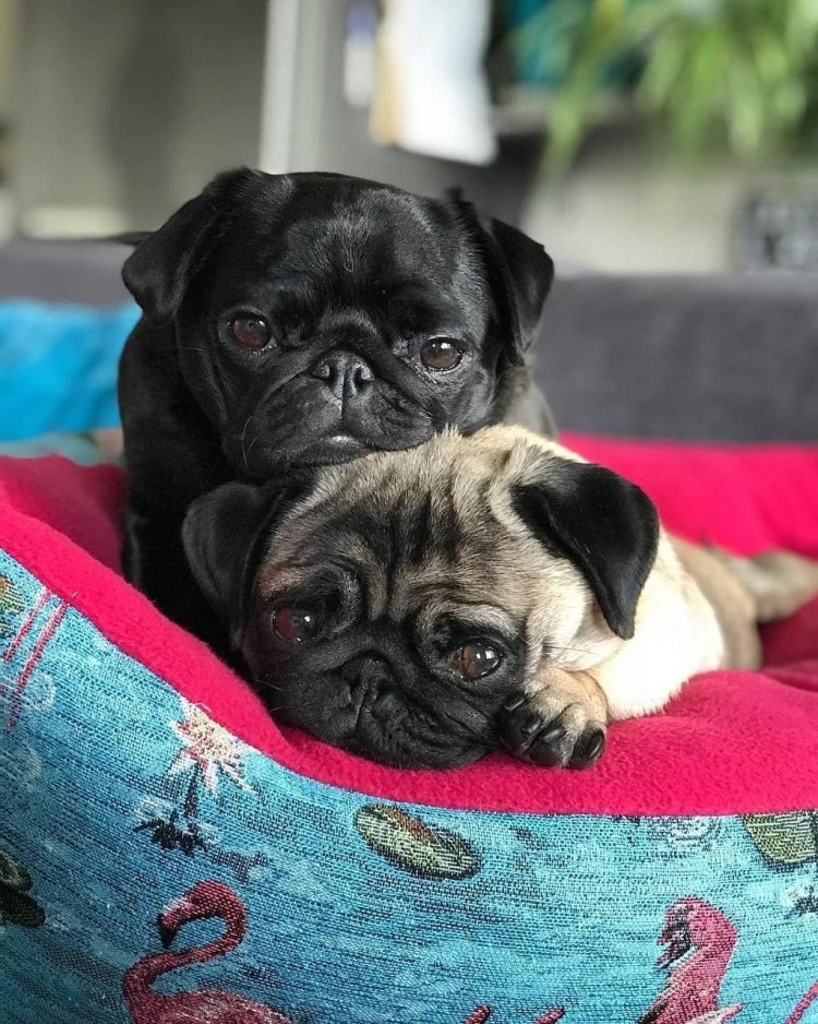 Мопсы и мопсики