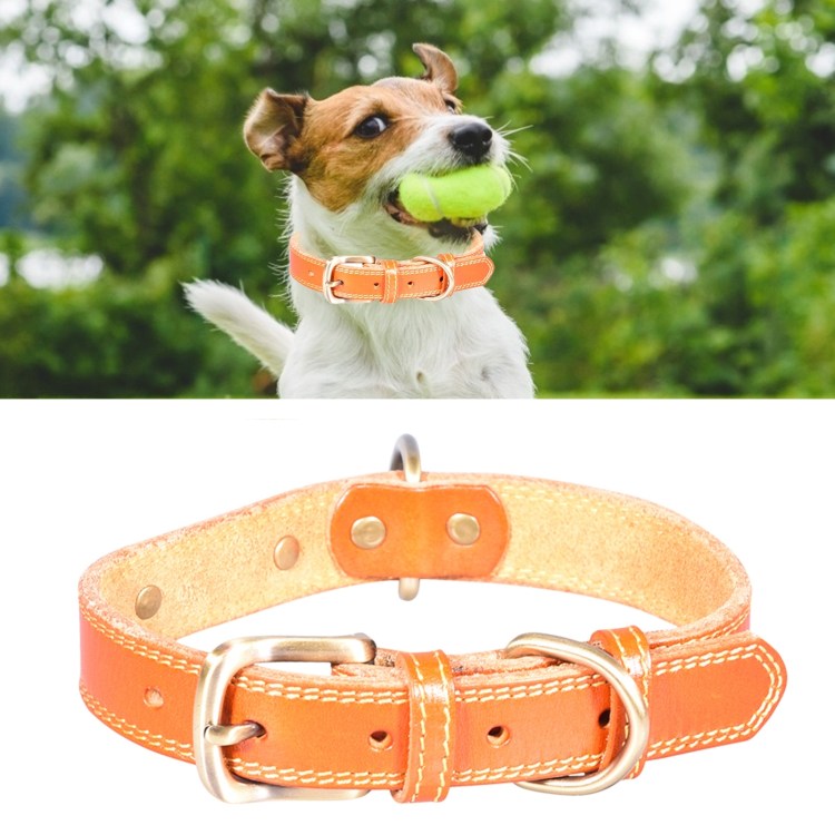 Shar Pei Bulldog Mix