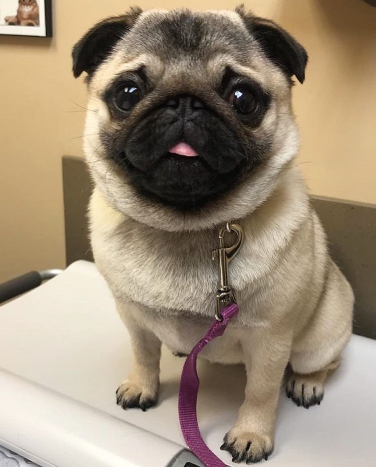 Мопсы и мопсики