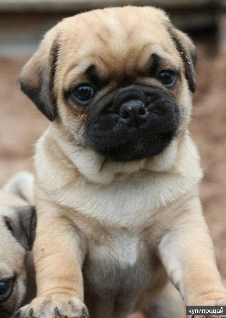 Порода собак Мопс