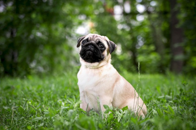 Порода собак Мопс