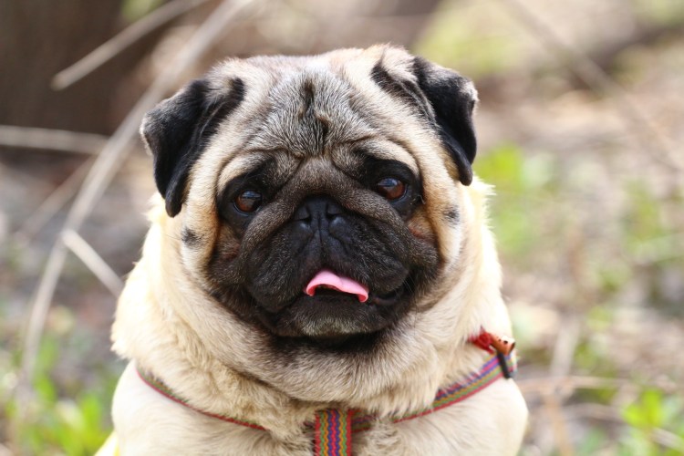 Порода Мопс