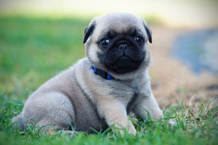 Американский Мопс