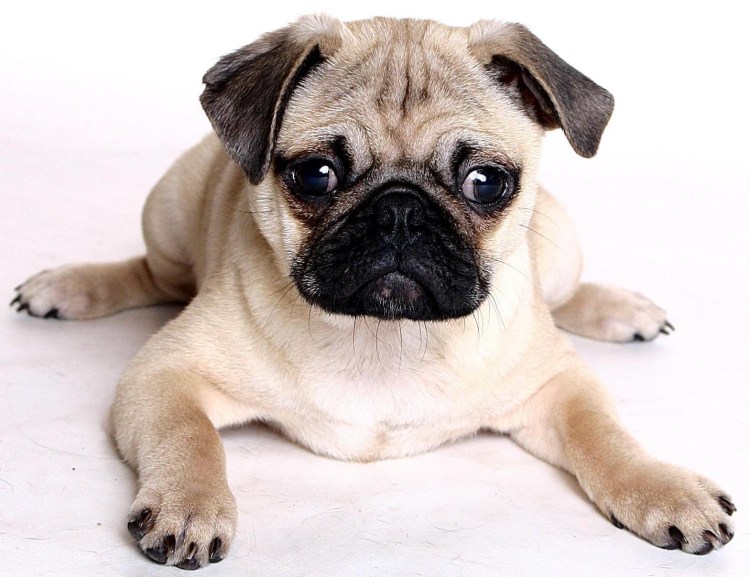 Порода Мопс