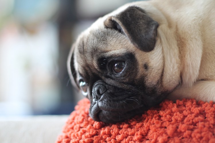 Мопсики щенки