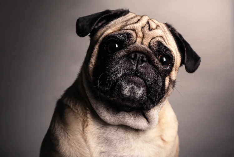 Мопс собака Мопс