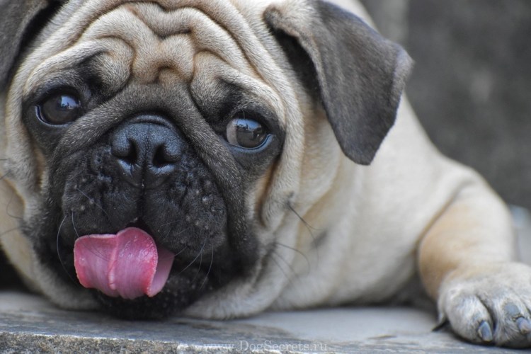 Мопс фото собаки