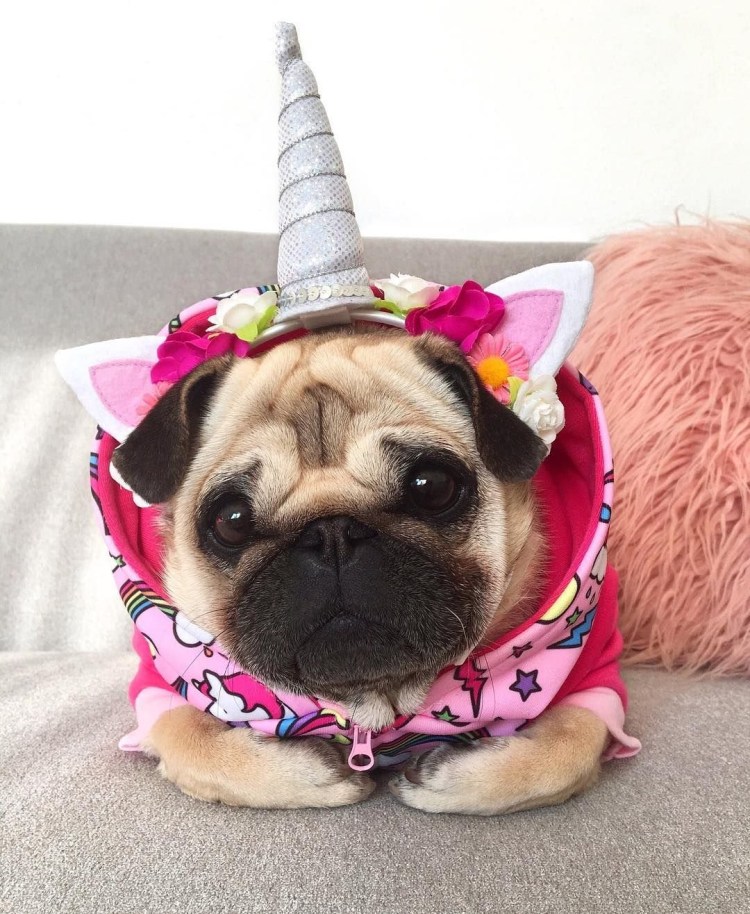 Милые мопсы