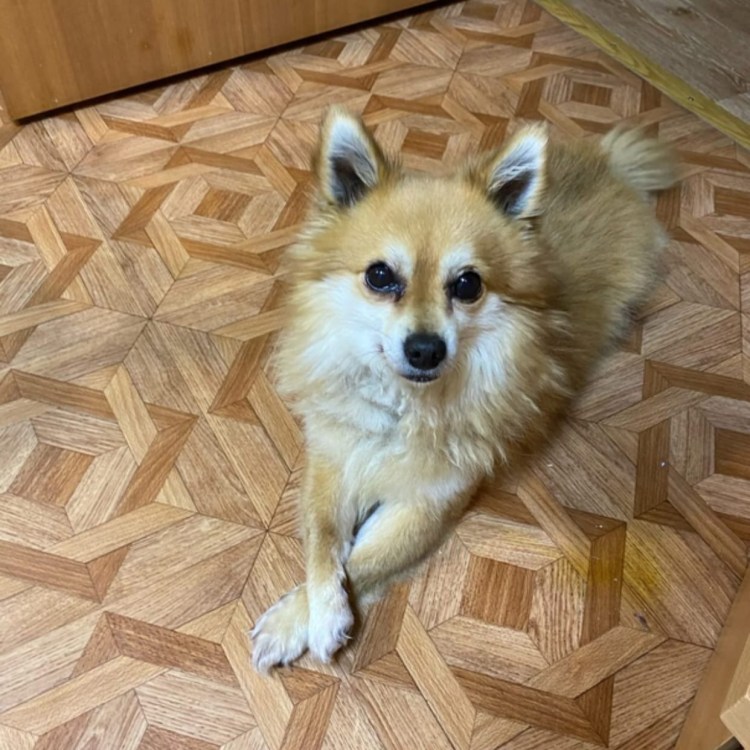 На рабочий стол собаку шпиц и овчарку