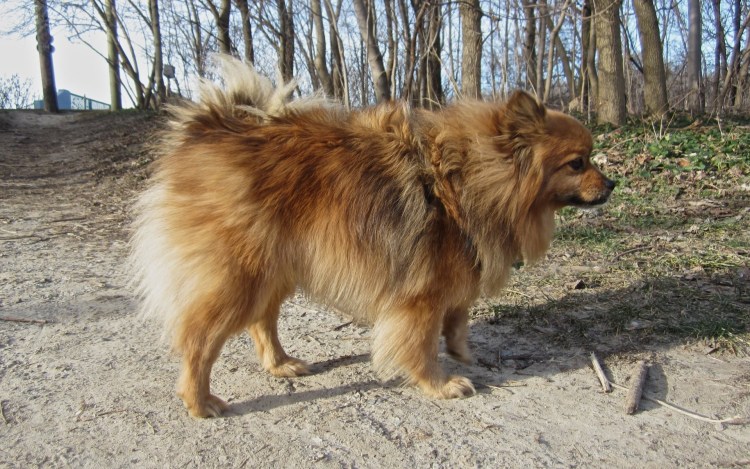 Тибетский спаниель и Пекинес метис