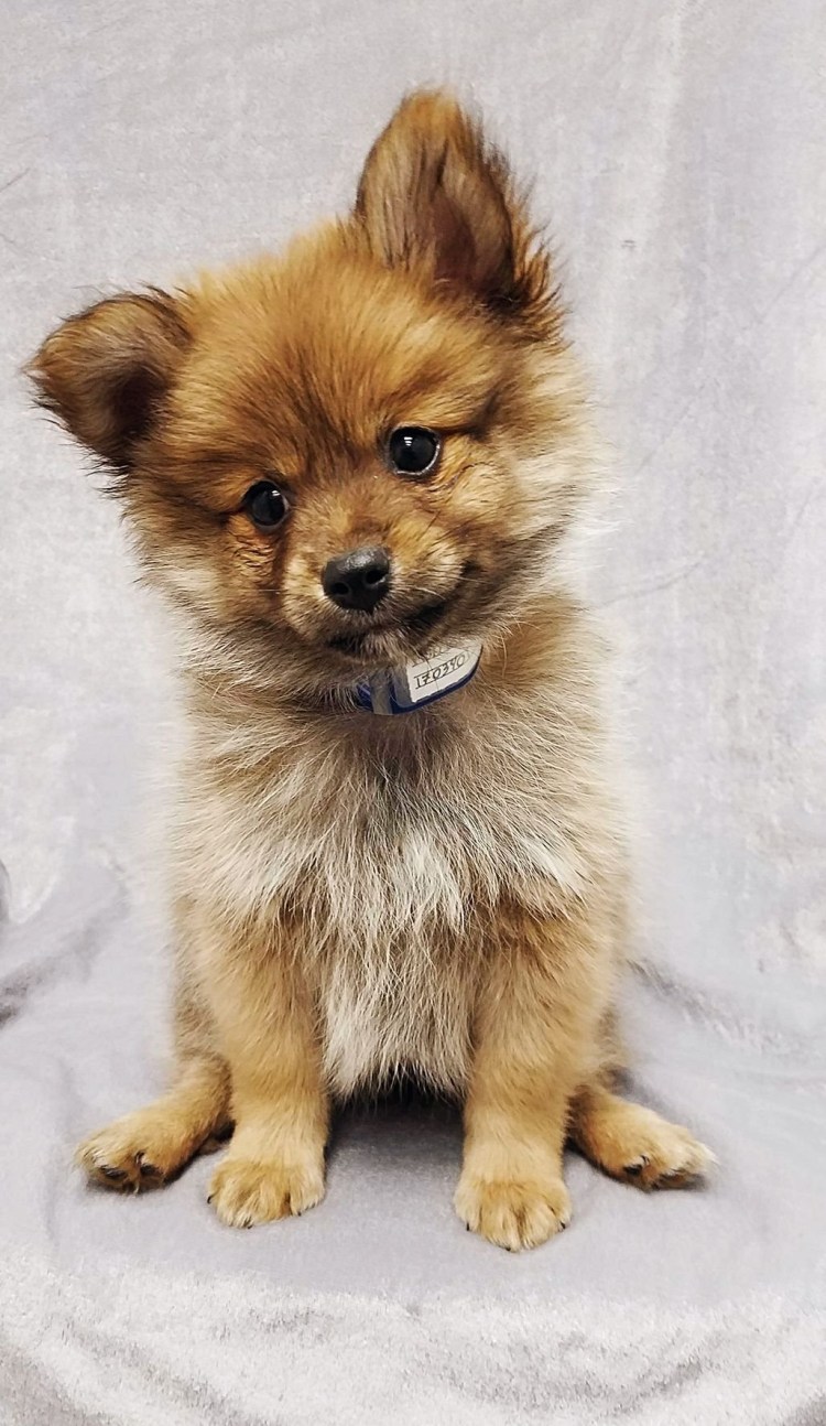 Метис овчарки и шпица