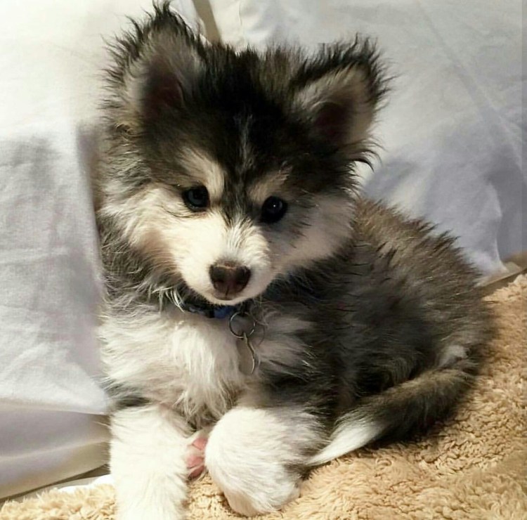 Помесь корги и овчарки