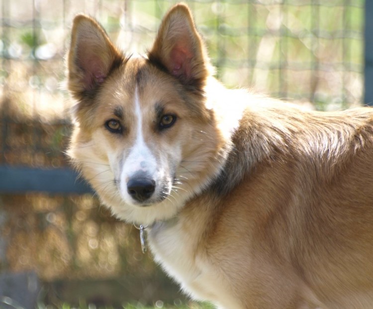 Помесь лисы и собаки