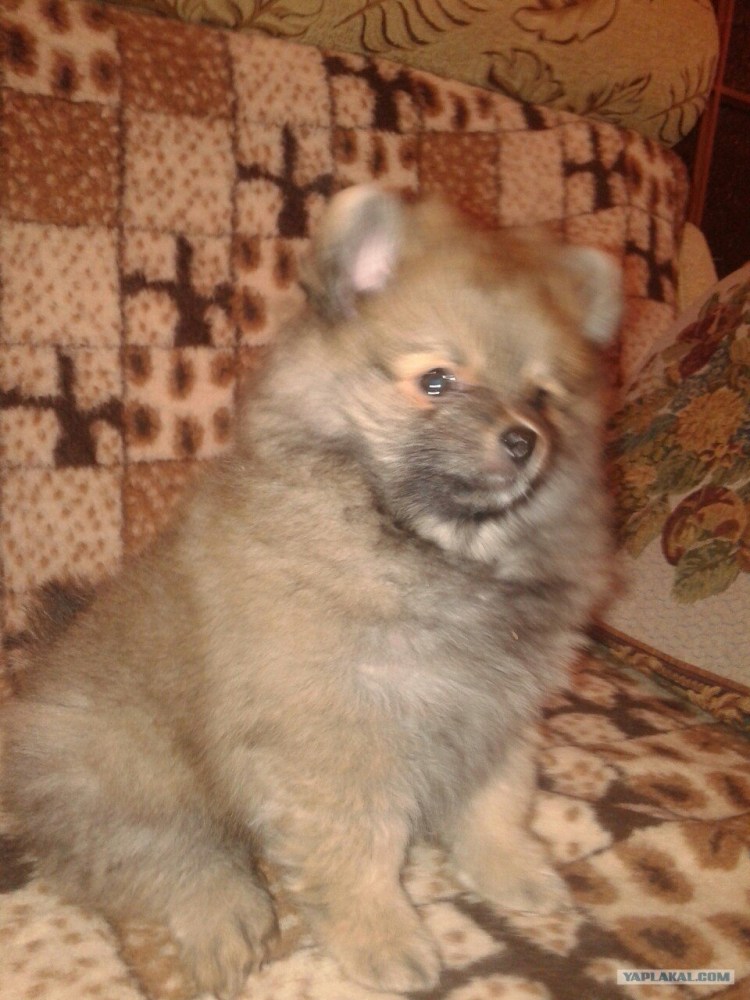 Помесь шпица и Йорка