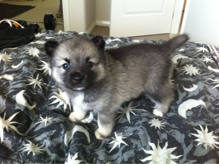 Лисья помски