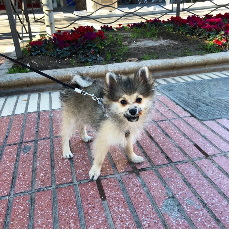 Метис аусси и шпиц