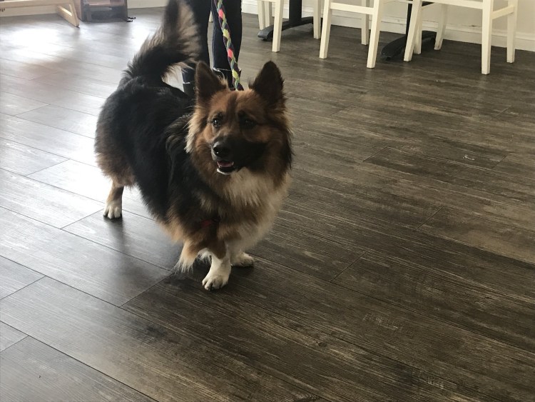 Помесь корги и померанского шпица