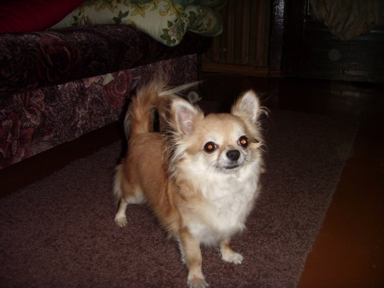 Шелти и шпиц метис