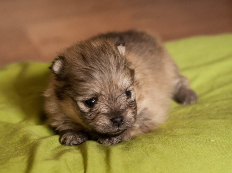 Пекинес и овчарка