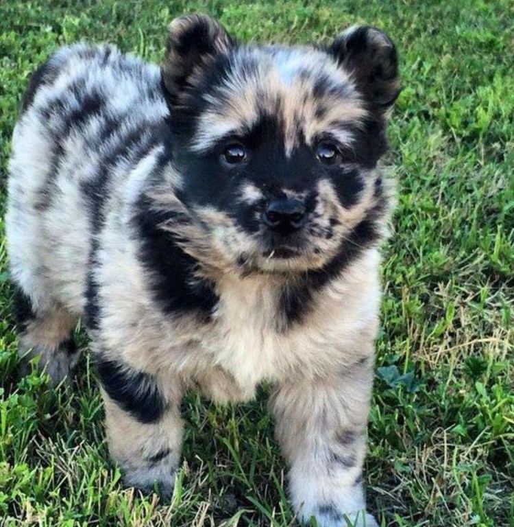 Папильон метис