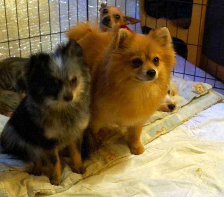 Немецкую овчарку Алиса