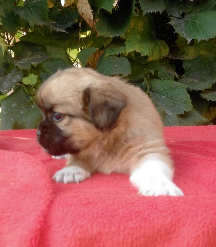 Помесь чихуахуа и пекинеса