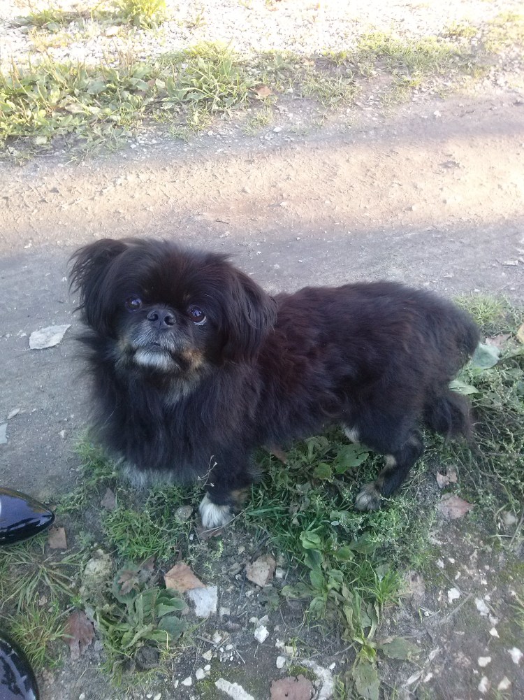 Помесь Джек Рассела и шпица