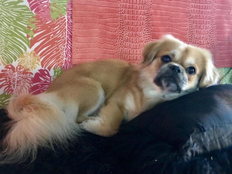 Метис пекинеса и дворняжки фото