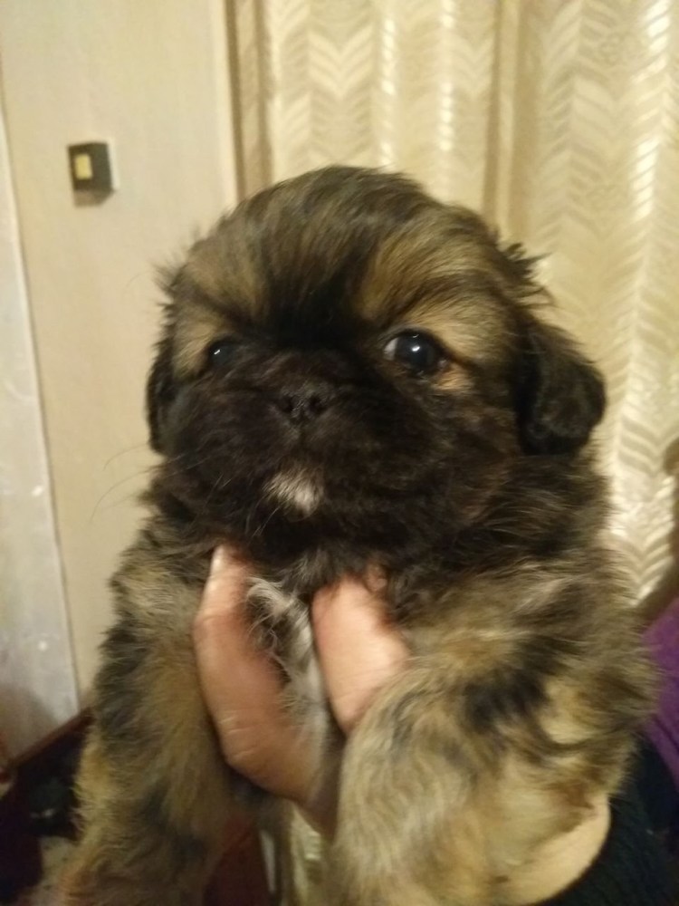 Помесь пинчера и чихуахуа