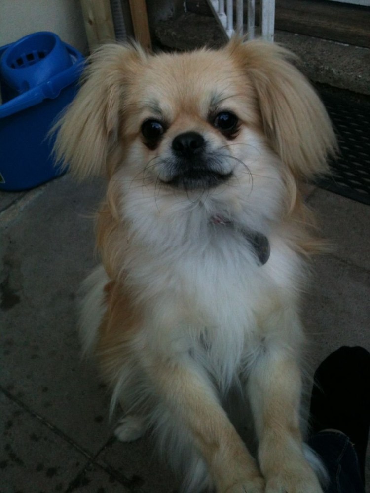 Помеси с тибетским спаниелем