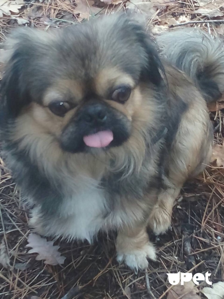 Пекинес дворняжка