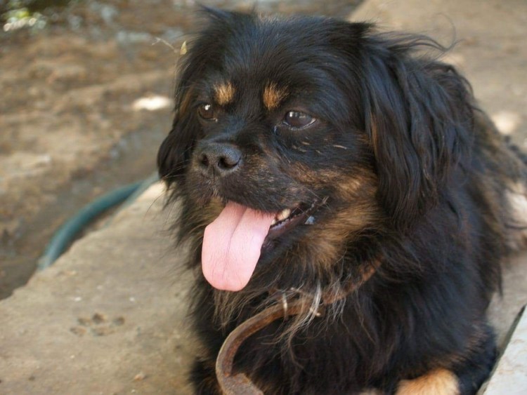 Смесь корги и пекинеса