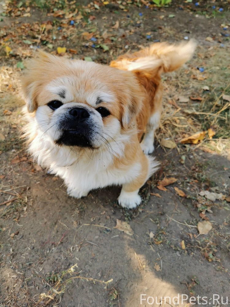 Метис дворняжки и пекинеса