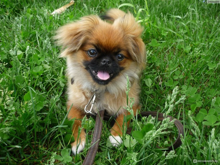 Метис дворняжки и пекинеса