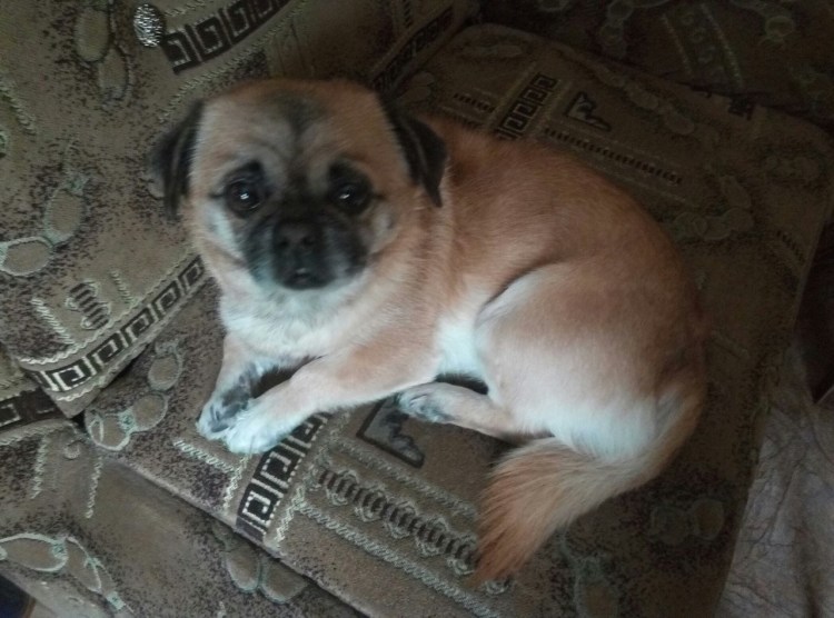 Метисы пекинеса и чихуахуа щенки 1 месяц