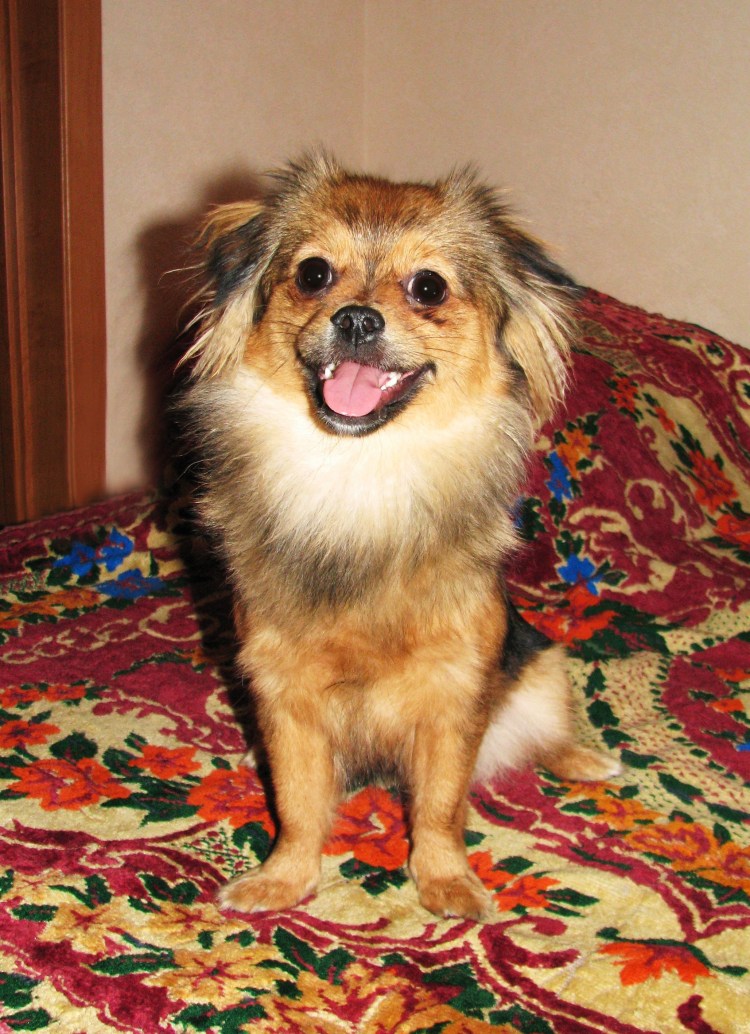 Метис пекинеса