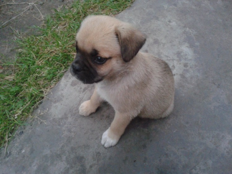 Тибетский спаниель и Пекинес метис