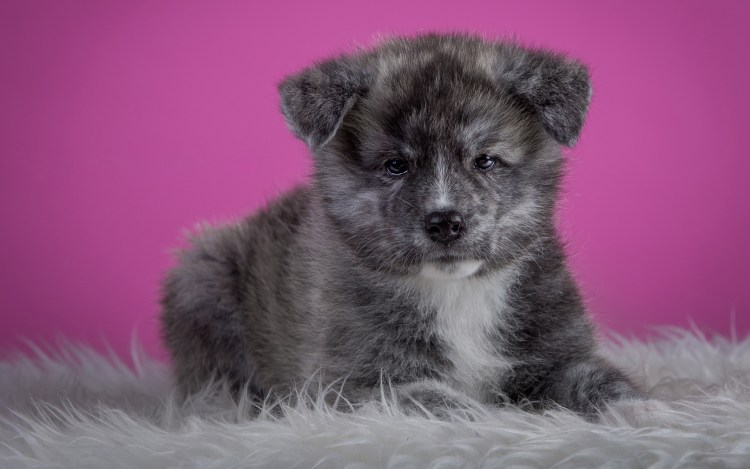 Акита ину тигровая